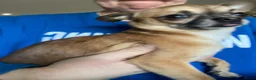 Chihuahua honden te koop: Korthaar chihuahuapups - Advertentie 22
