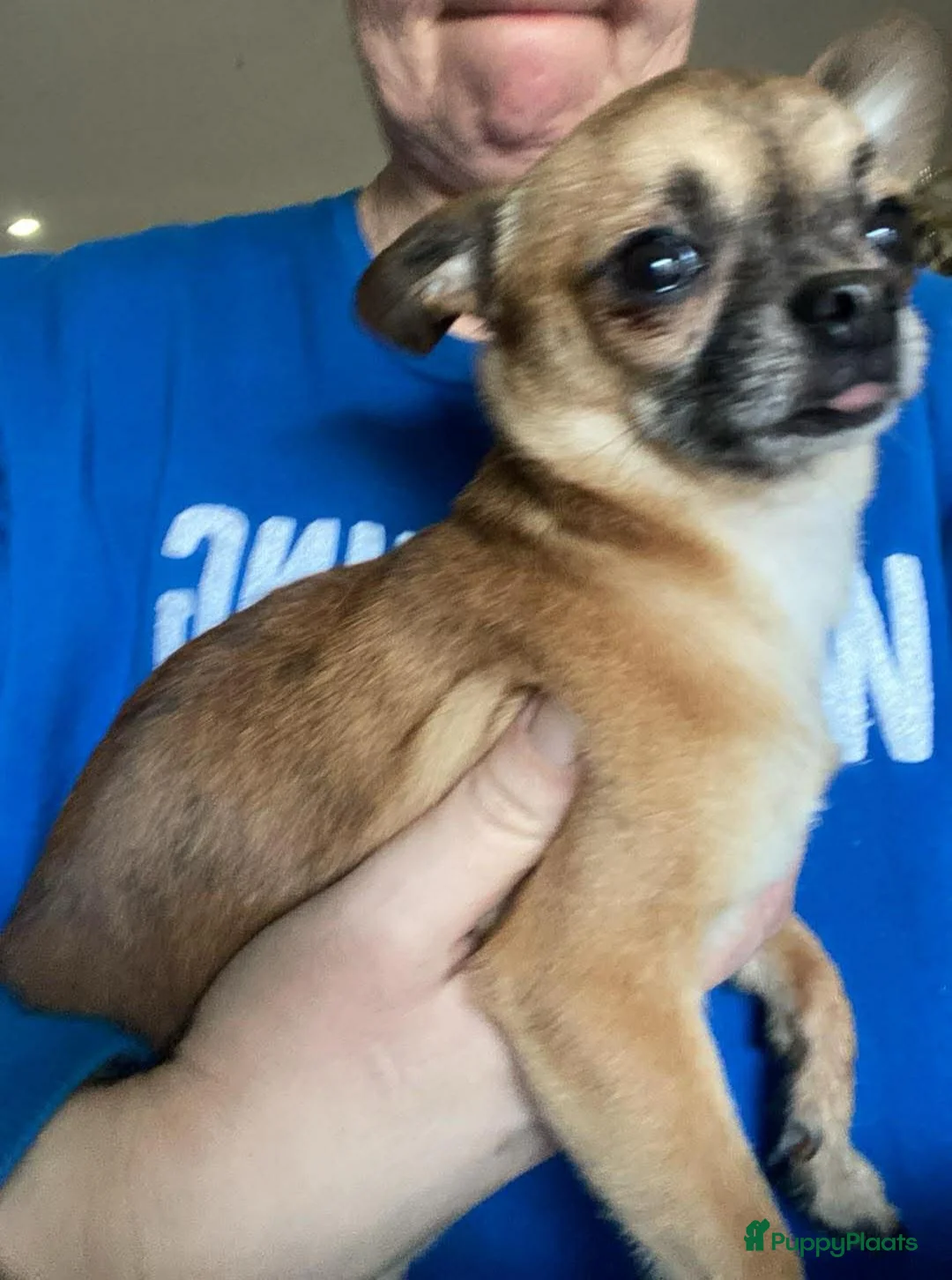 Chihuahua honden te koop: Korthaar chihuahuapups - Advertentie 22