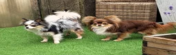 Pomchi honden te koop: 75% chihuahua/25% Pomeriaan pups zoeken huisje - Advertentie 3