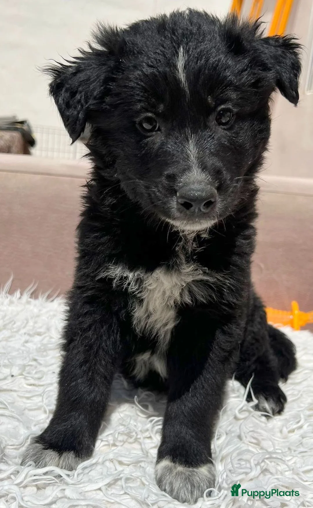 Kruising honden ter adoptie: Zeno deze knappe jongen is opzoek naar een vriend - Advertentie 6