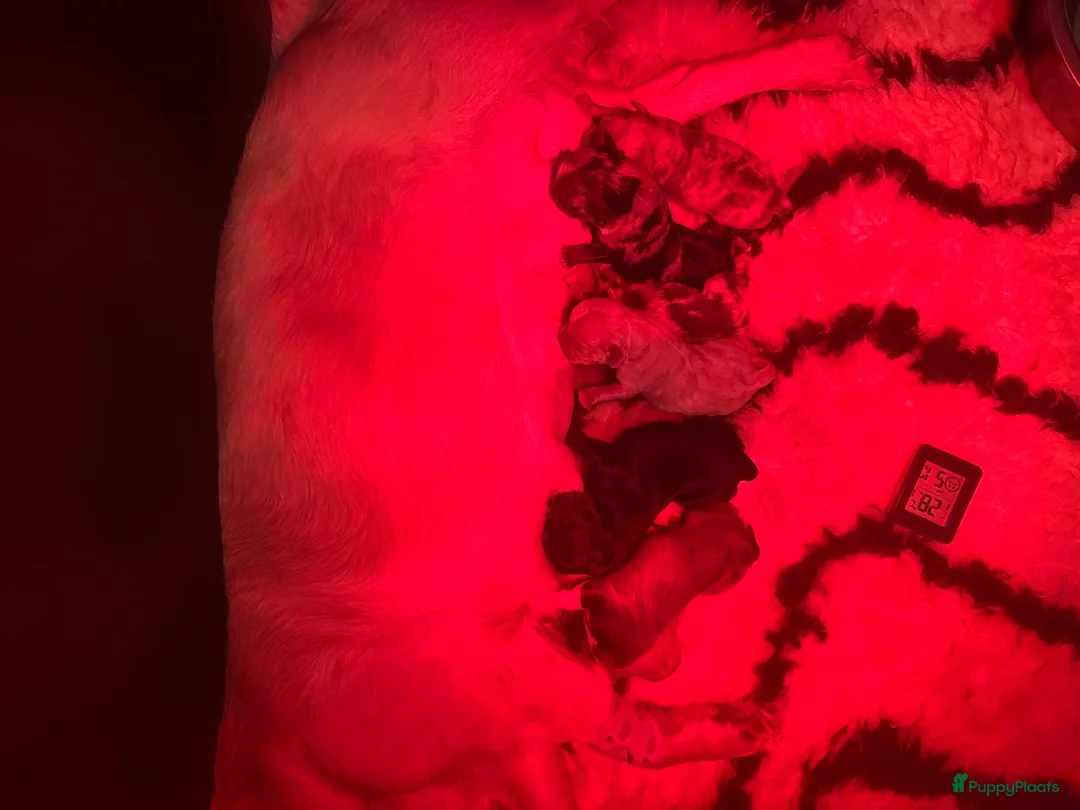 Franse Bulldog honden te koop: Franse Bulldog pups! Uniek dna+ arfe stamboom - Advertentie 1