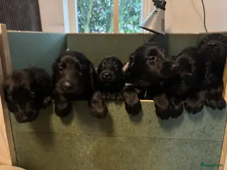 Flatcoated Retriever honden Flatcoated retriever pups - Advertentie 4