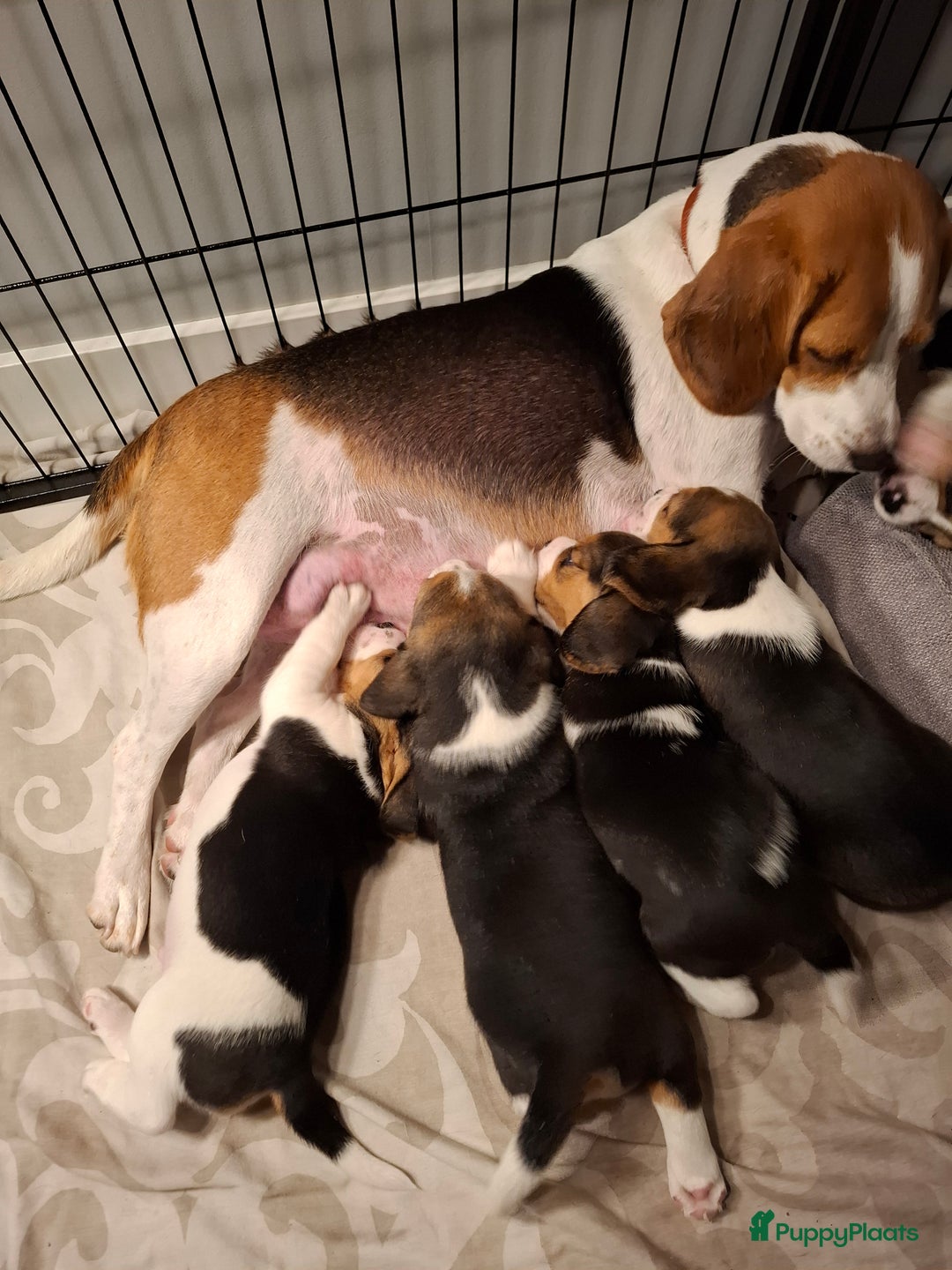 Beagle honden te koop: Beagle puppies - Advertentie 8