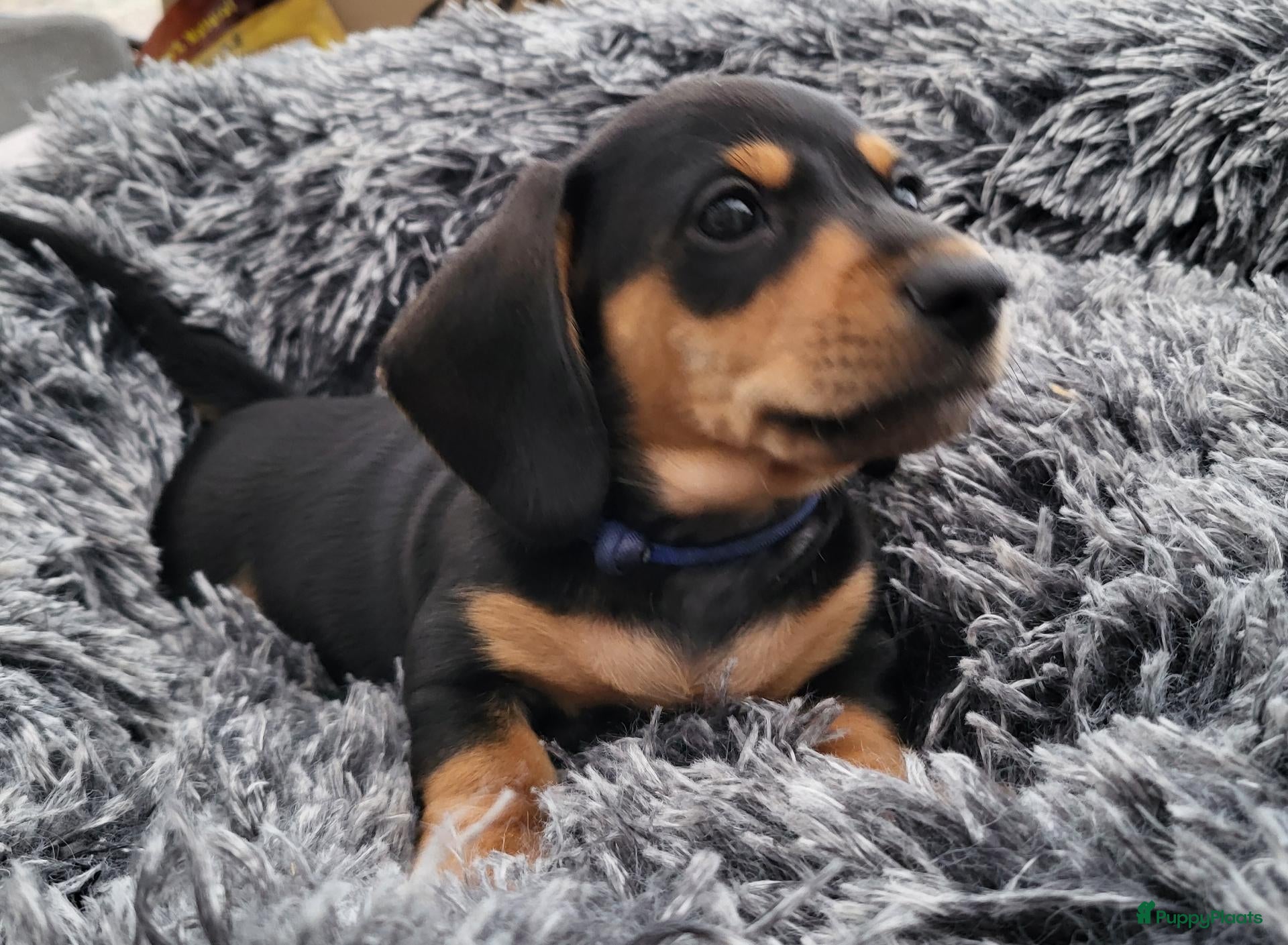 Teckel honden Superlieve sociale teckelpups zoeken nieuw huis - Advertentie 1
