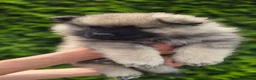 Keeshond honden te koop: Grote grijze keeshond puppy's  - Advertentie 11