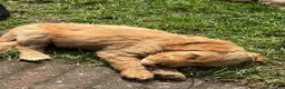 Goldendoodle honden te koop: Goldendoodle Pups Medium  - Advertentie 7