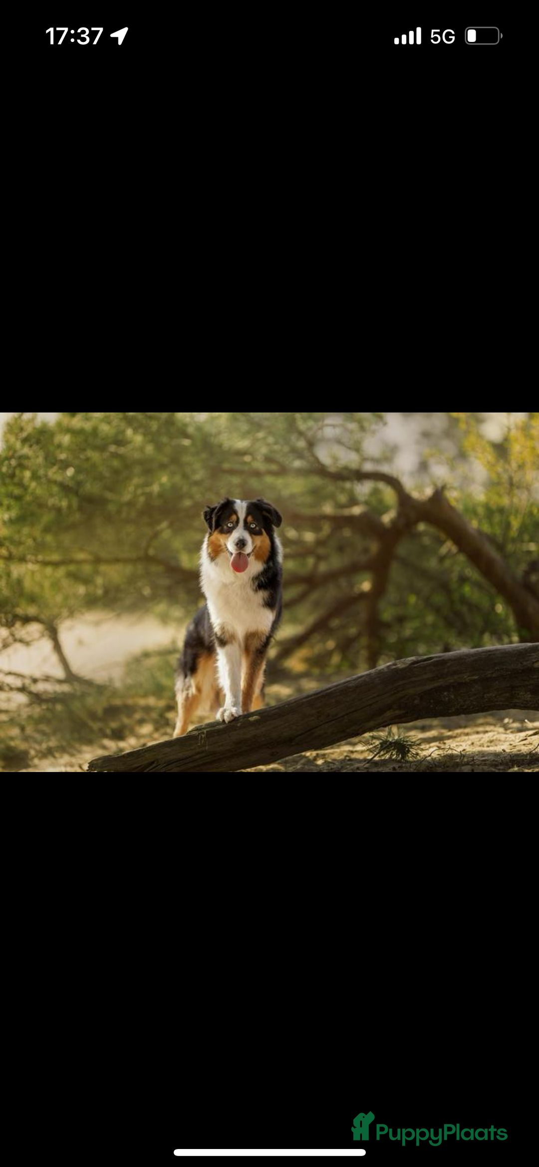 Australian Shepherd honden te koop: Raszuivere Australian Shepherd pups - Advertentie 16