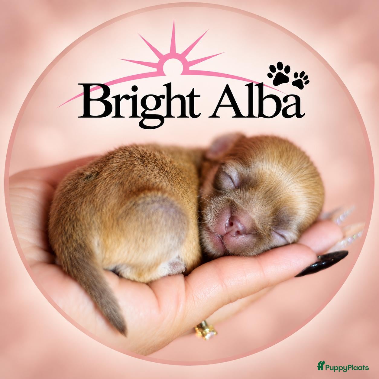 Chihuahua honden FCI stamboom Chihuahua pups  - Advertentie 5