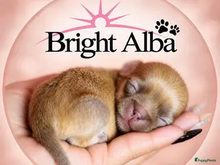 Chihuahua honden FCI stamboom Chihuahua pups - Advertentie 5