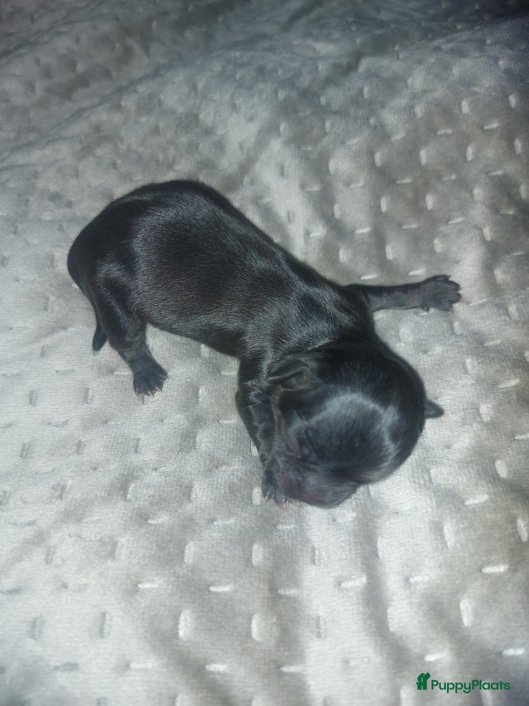 Chihuahua honden te koop: Prachtige pupjes - Advertentie 5