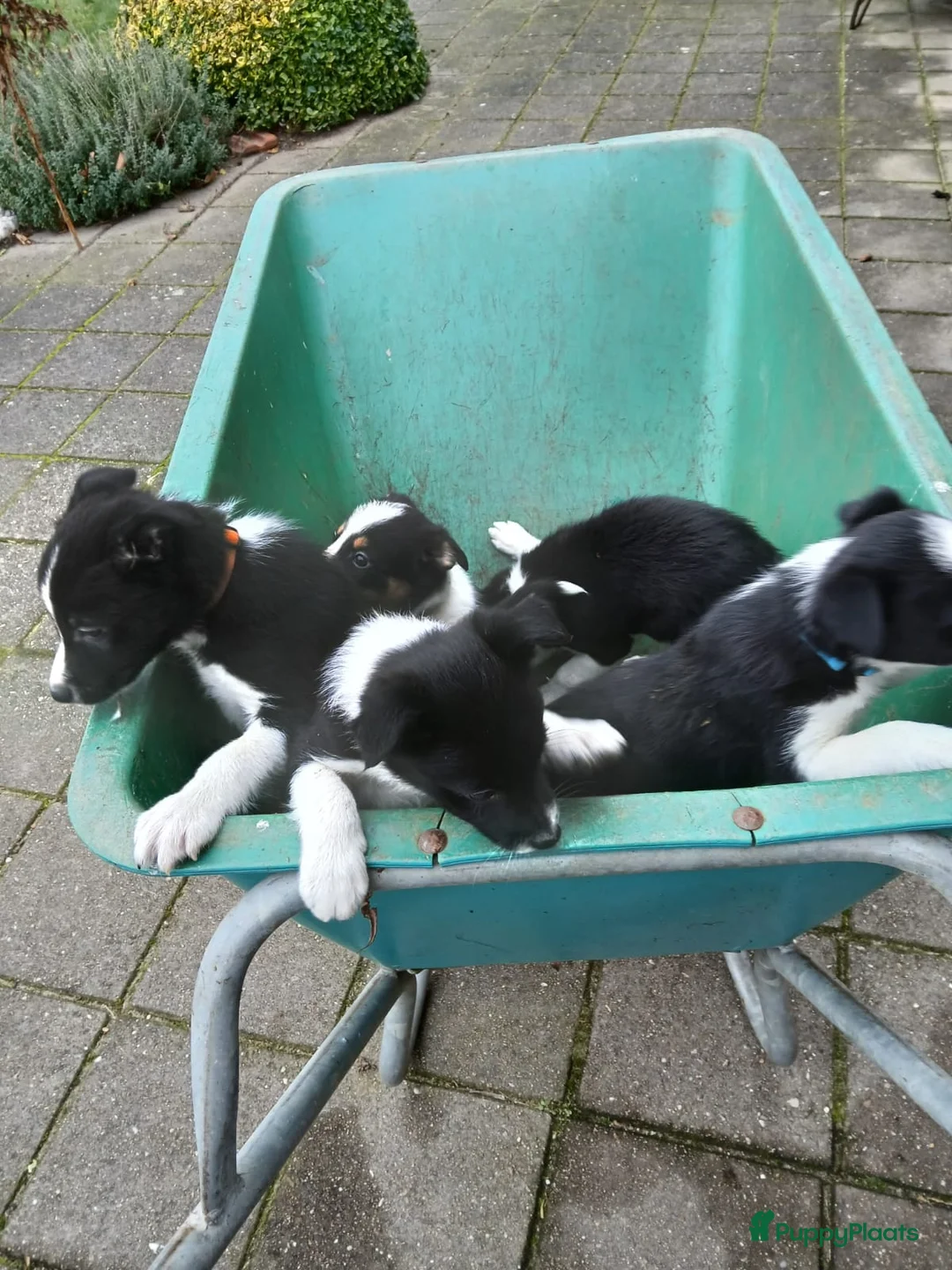 Border Collie honden te koop: Border-Collie Pup - Advertentie 1