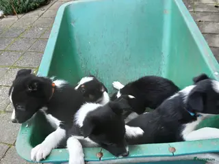 Border Collie honden Border-Collie Pup - Advertentie 4