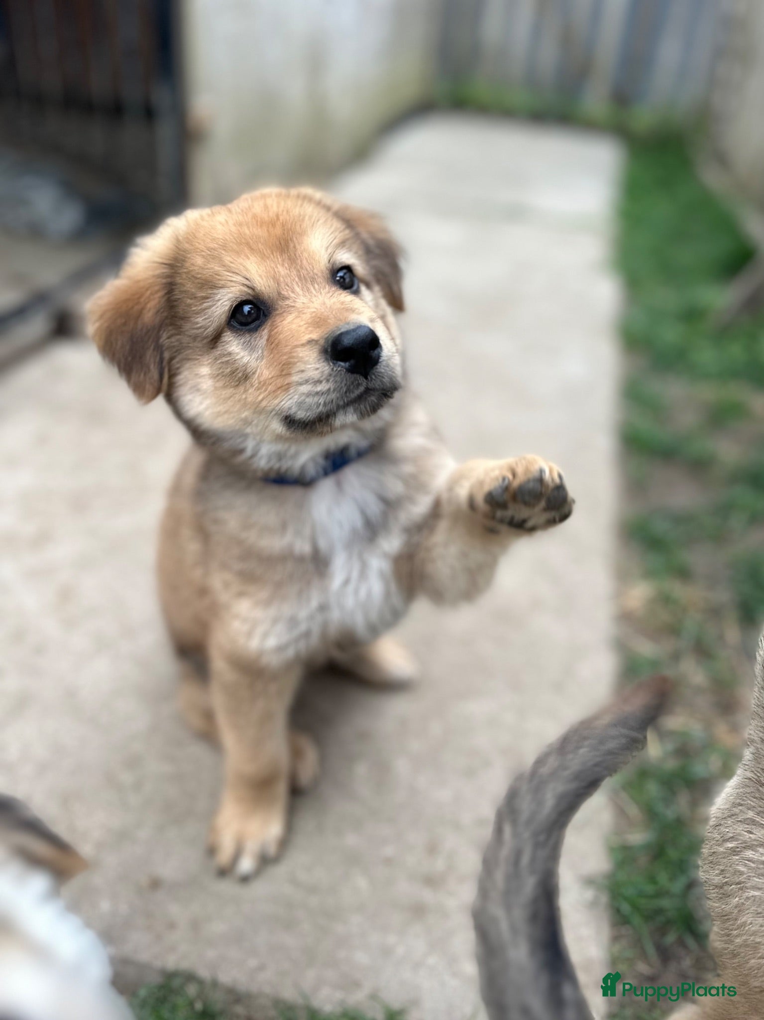 Kruising honden Pup Eurasiër / Herdermix - Advertentie 2