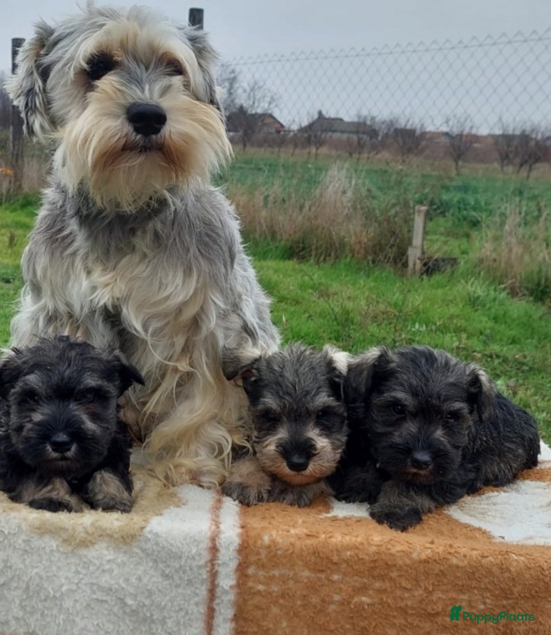 Dwergschnauzer honden te koop: Dwergschnauzer pups te koop - Advertentie 1
