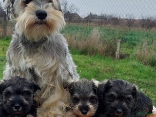 Dwergschnauzer honden Dwergschnauzer pups te koop - Advertentie 2