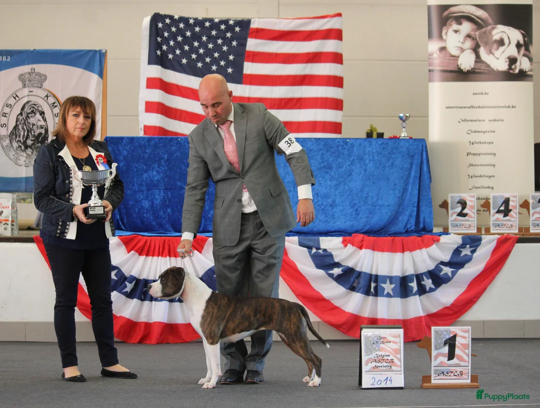 Galerij afbeelding {{count}}