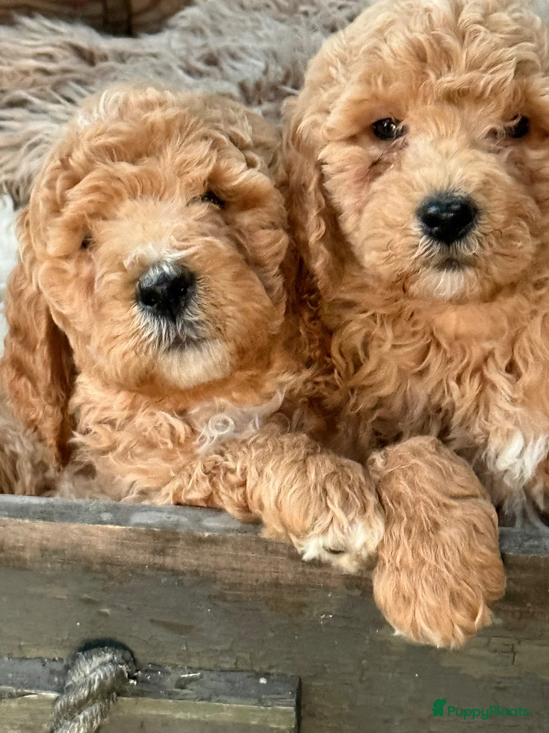 Labradoodle honden te koop: Labradoodle  - Advertentie 2