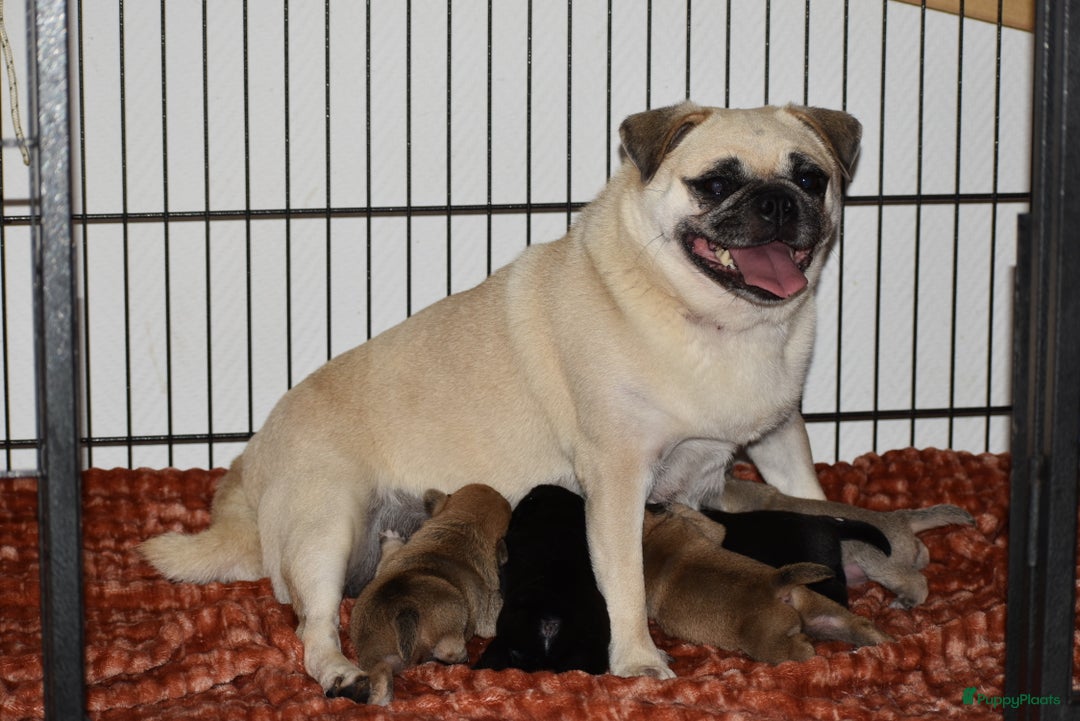 Kruising honden te koop: gezonde Retromops puppy's - Advertentie 2