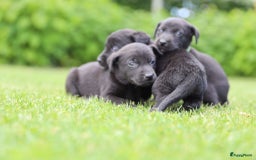 Labrador Retriever honden te koop: Labrador x Pointer pups te koop - Afbeelding 3