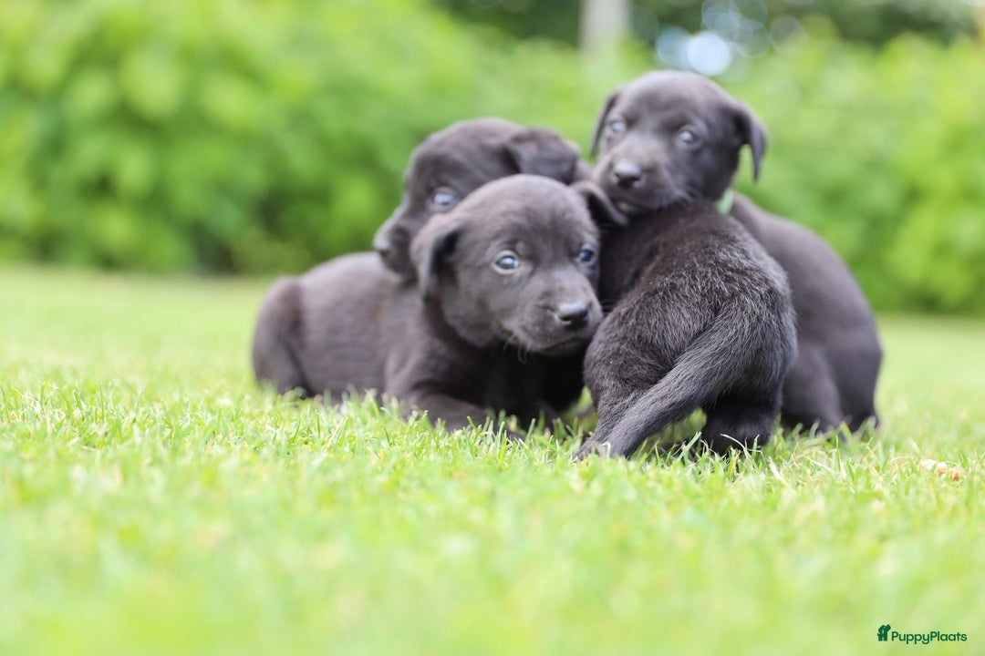 Labrador Retriever honden te koop: Labrador x Pointer pups te koop - Afbeelding 3