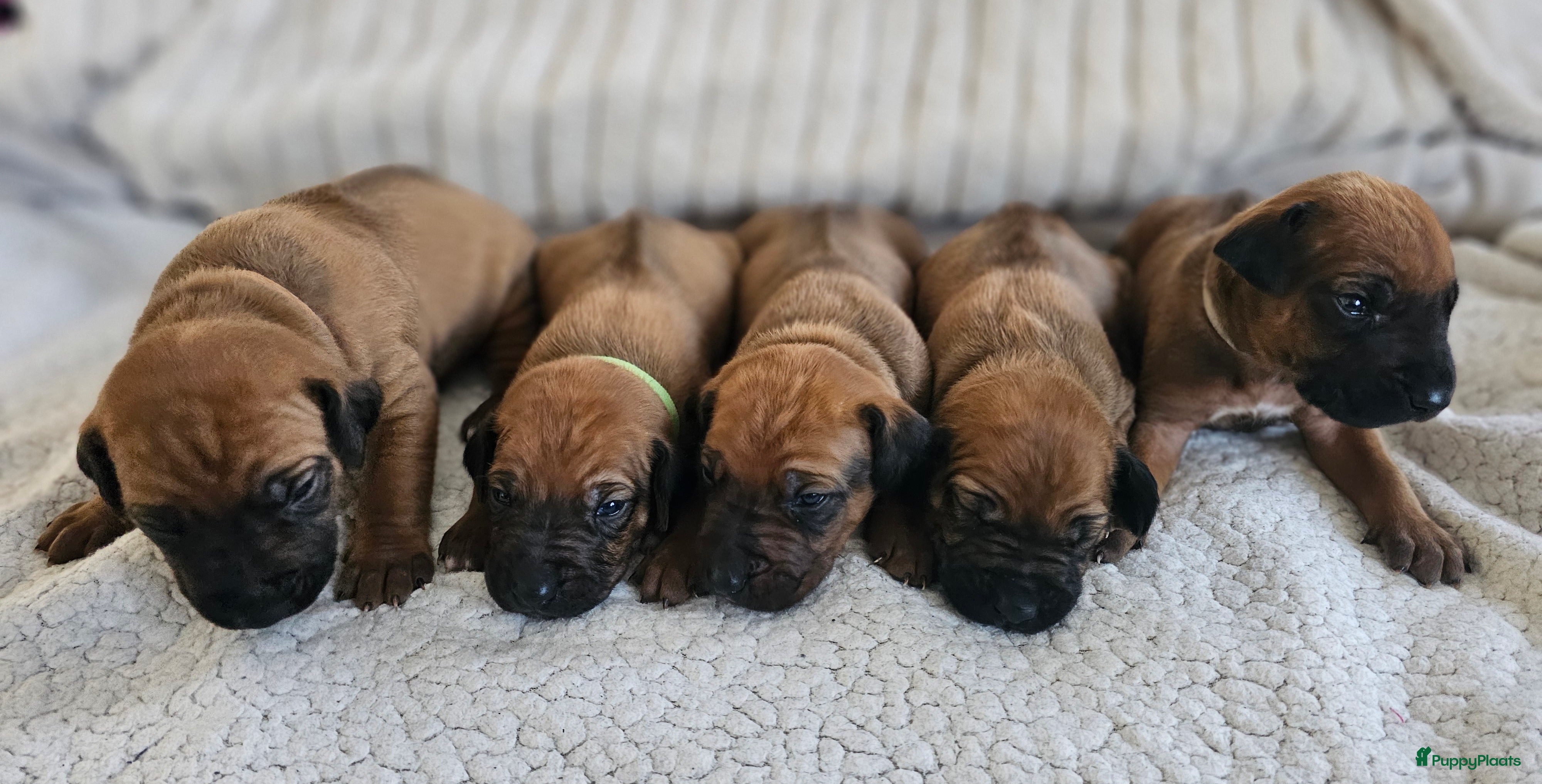 Rhodesian Ridgeback honden Rhodesian Ridgeback pups - Advertentie 2