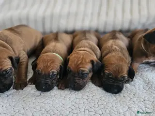 Rhodesian Ridgeback honden Rhodesian Ridgeback pups - Advertentie 2
