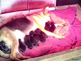 Duitse Herder honden Duitse herder pups - Advertentie 3