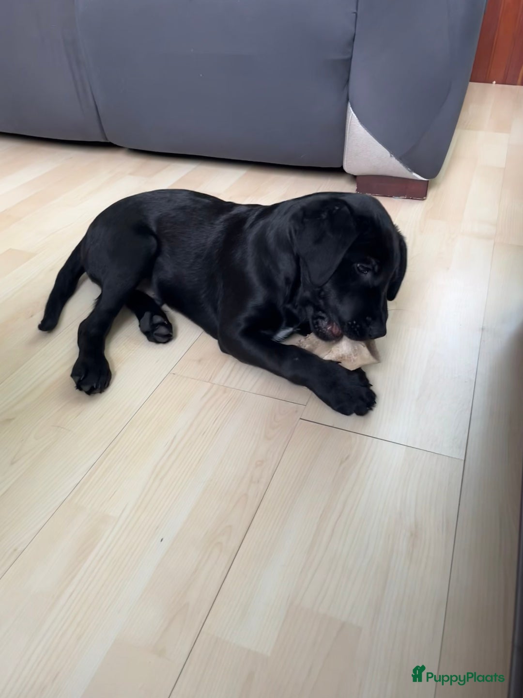 Kruising honden te koop: Labrador kruising kooiker  - Advertentie 5