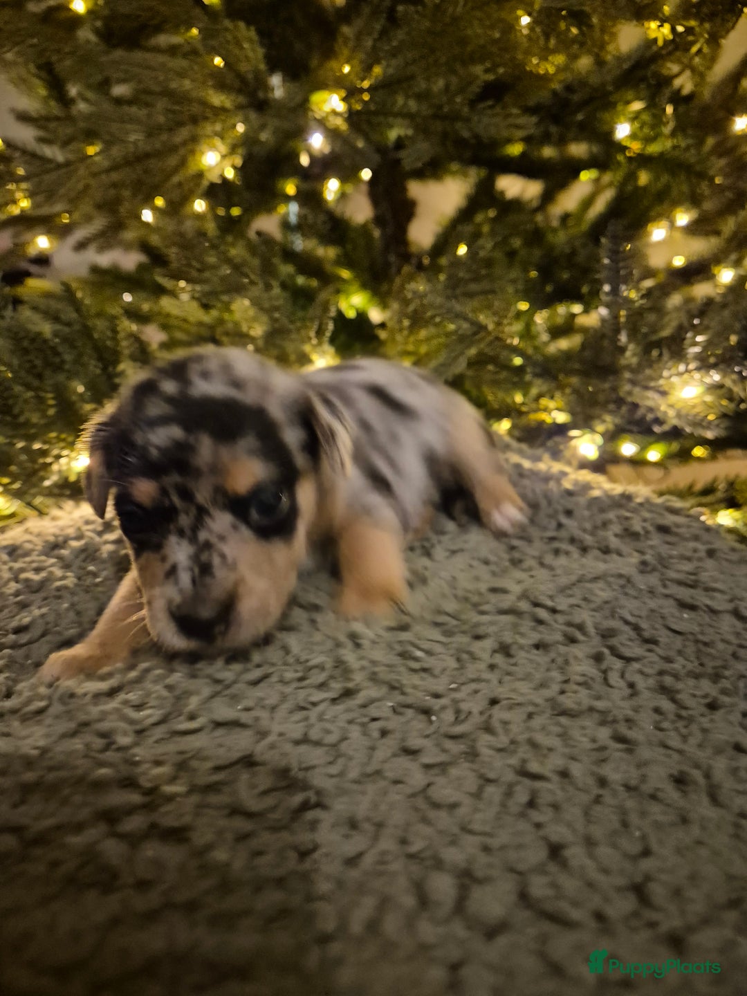 Jack Russel Terriër honden te koop: Nog 3 mooie jack Russell pups te koop - Advertentie 2