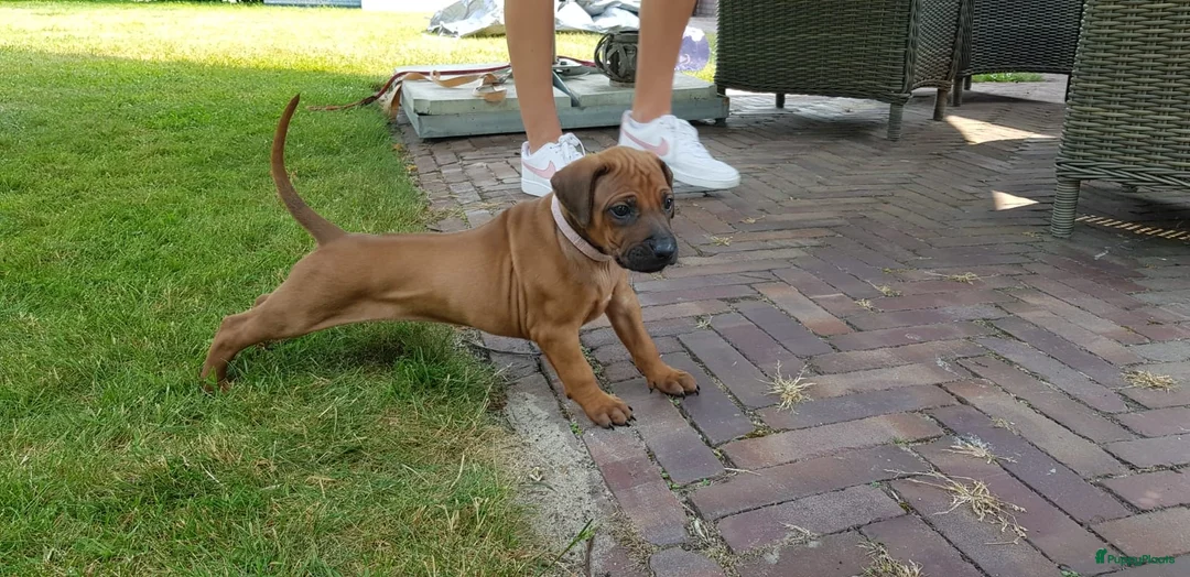 Rhodesian Ridgeback honden te koop: Rhodesian Ridgeback pups met stamboom 1 juni - Advertentie 15