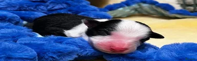 Border Collie 3