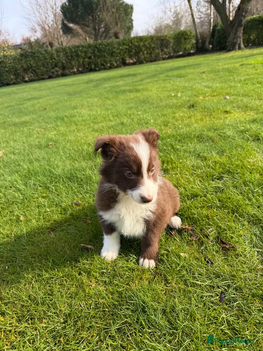 Kruising honden te koop: Australian Shepherd x Border Collie pups - Advertentie 9