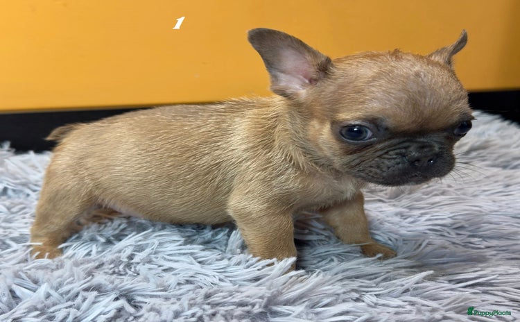 Franse Bulldog honden Franse bulldog pups - Advertentie 4