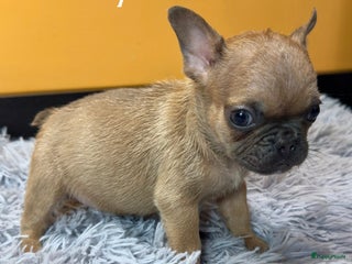 Franse Bulldog honden Franse bulldog pups - Advertentie 3