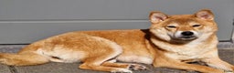 Shiba honden te koop: Shiba inu pups met f.c.i stamboom  - Advertentie 8