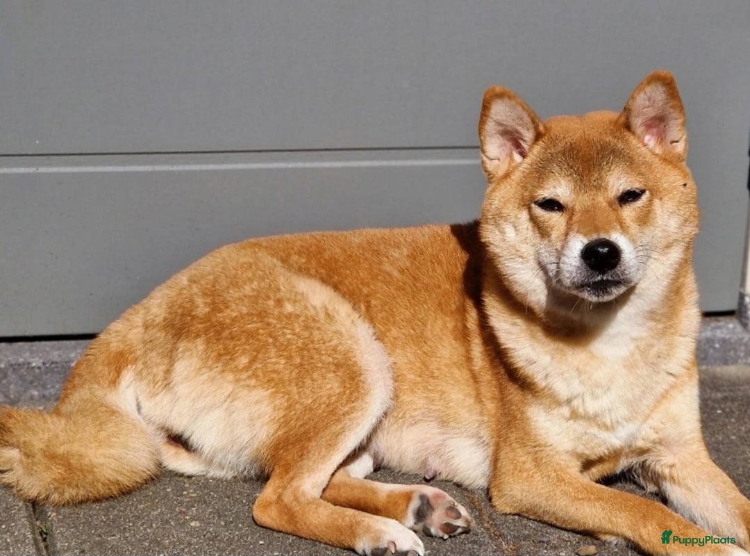 Shiba honden te koop: Shiba inu pups met f.c.i stamboom  - Advertentie 8