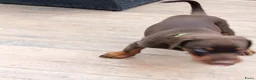 Dobermann honden te koop: 3 Dobermann pups  zoeken  een goud mandje   - Advertentie 2
