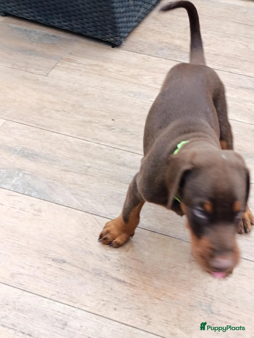 Dobermann honden te koop: 3 Dobermann pups  zoeken  een goud mandje   - Advertentie 2