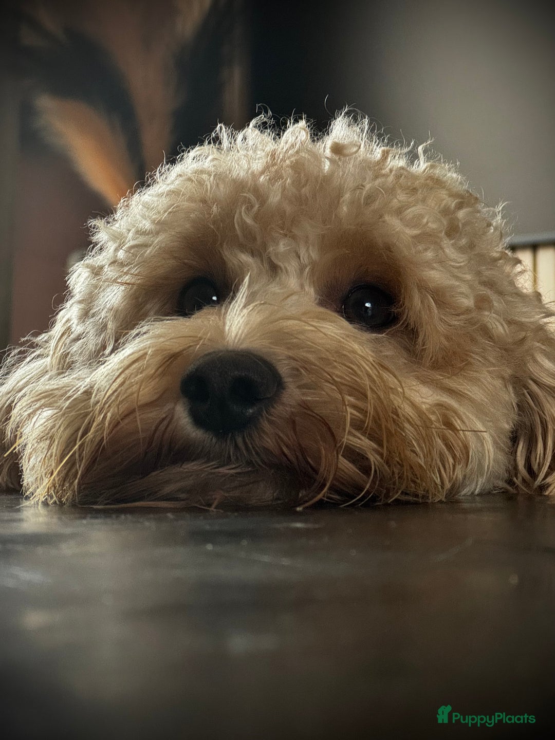 Australian Labradoodle honden ter dekking: Mr Bojangles dekreu - Advertentie 3