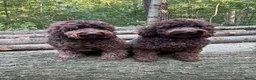 Australian Labradoodle honden te koop: Lief Medium Australian Labradoodle reutje - Advertentie 4
