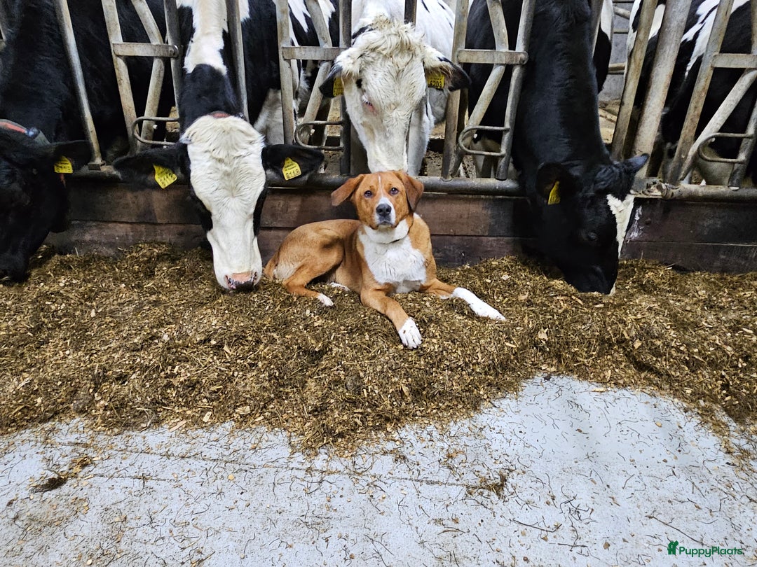 Kruising honden te koop: Grote zwitserse sennenhond x labrador pups - Advertentie 13