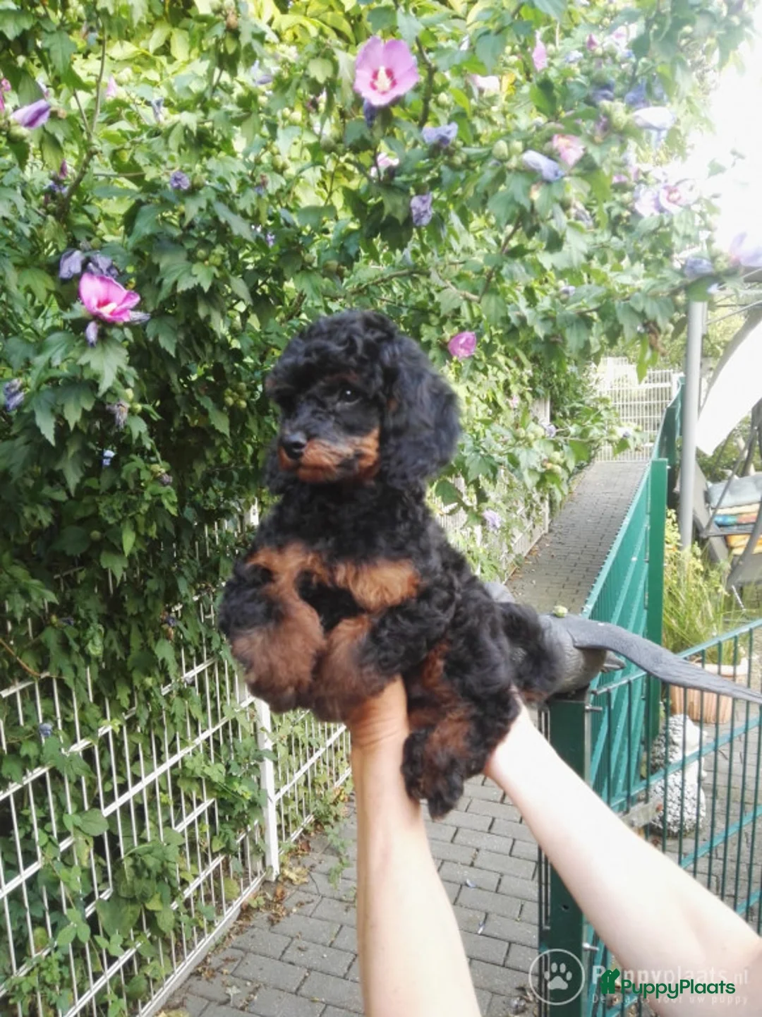 Poedel honden ter dekking: Dekreu Black and tan  dwerg poedel in Zwartemeer - Advertentie 7