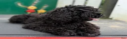 Cockapoo honden te koop: Amerikaanse Cockapoo pups - Advertentie 4