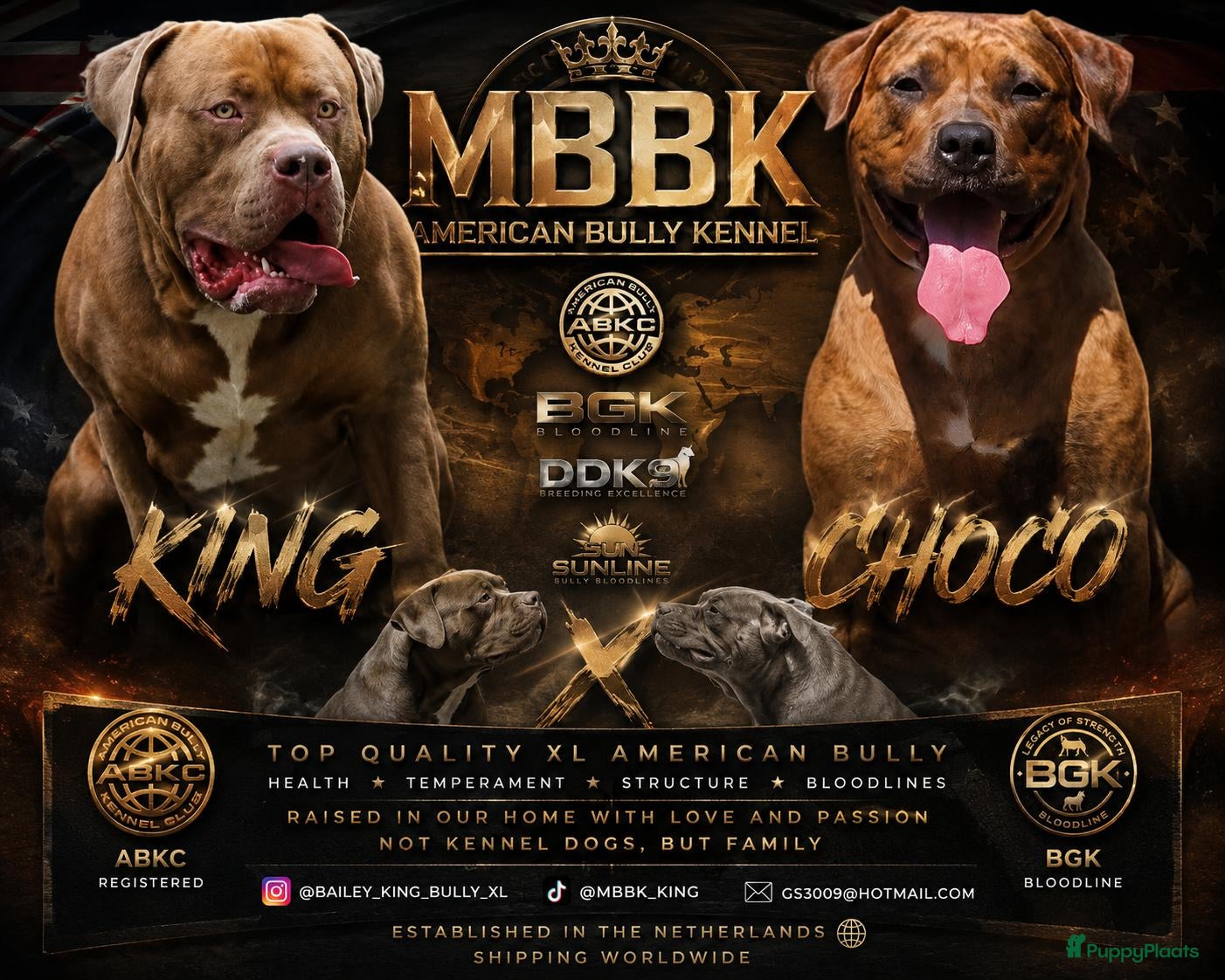 Amerikaanse Bully honden americanbully xl pup's  - Advertentie 2