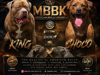 Amerikaanse Bully honden americanbully xl pup's - Advertentie 2