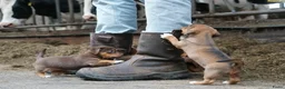 Jack Russel Terriër honden te koop: Stoere Jack Russel pups beschikbaar - Advertentie 21