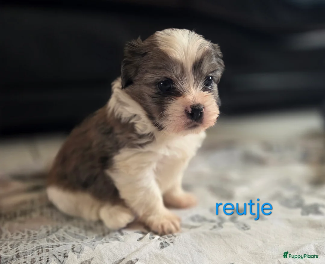 Boomer honden te koop: Nog 1 prachtige Merle boomer teefje beschikbaar  - Advertentie 4