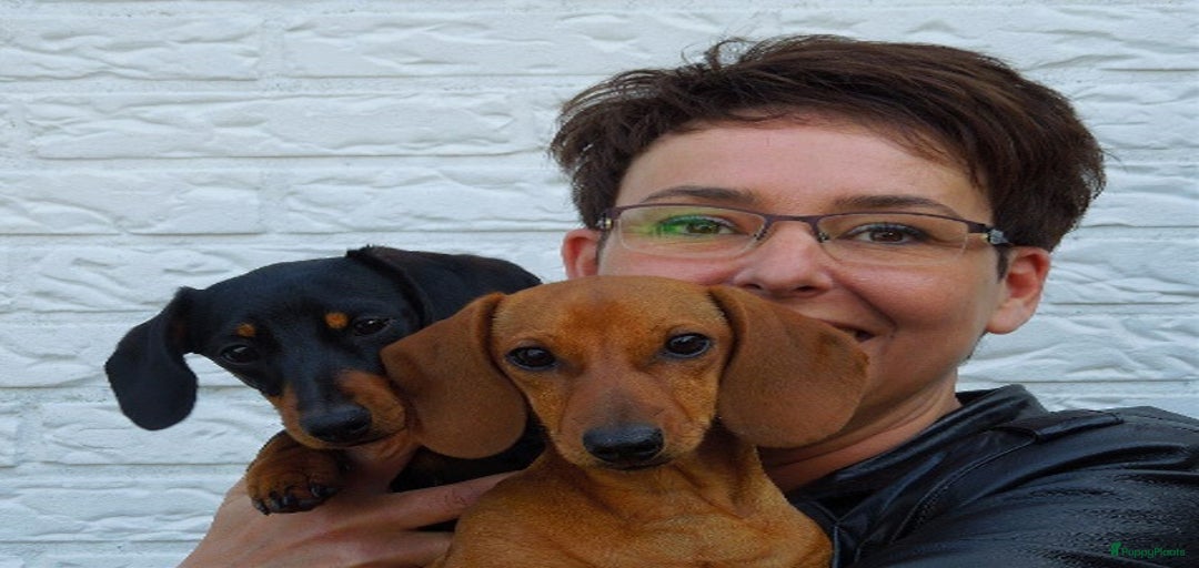 Galerij afbeelding {{count}}