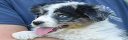 Australian Shepherd honden te koop: Knappe Miniature American Shepherd (MAS) pups - Advertentie 3