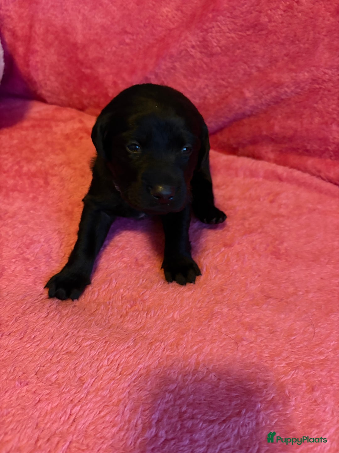 Kruising honden te koop: Labrador puppy’s - Advertentie 11